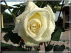 foto Rose